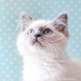 Top Ragdoll Cat Names for Your Regal New Companion