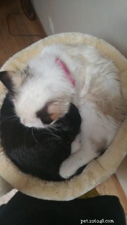 Meet Nilla: The Kitten Who Won Our Hearts