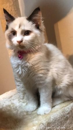 Meet Nilla: The Kitten Who Won Our Hearts