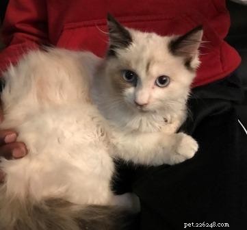 Meet Nilla: The Kitten Who Won Our Hearts
