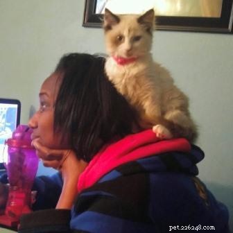 Meet Nilla: The Kitten Who Won Our Hearts