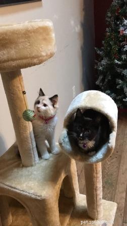 Meet Nilla: The Kitten Who Won Our Hearts