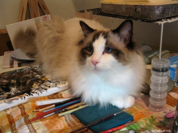 Meet Jaspurr: The Gentle Giant Ragdoll Cat of the Central Coast