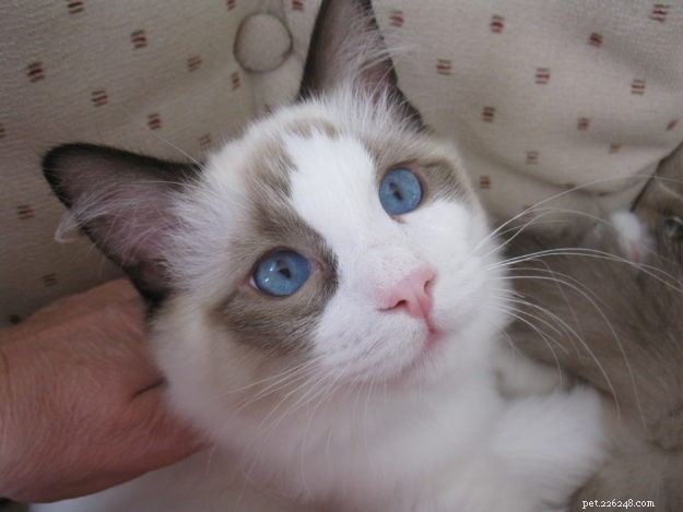 Meet Jaspurr: The Gentle Giant Ragdoll Cat of the Central Coast