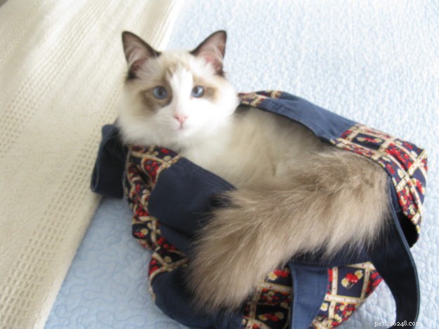 Meet Jaspurr: The Gentle Giant Ragdoll Cat of the Central Coast