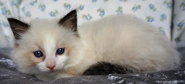 Meet Jaspurr: The Gentle Giant Ragdoll Cat of the Central Coast