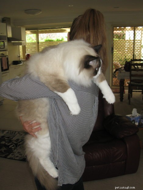 Meet Jaspurr: The Gentle Giant Ragdoll Cat of the Central Coast