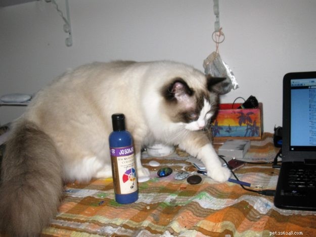 Meet Jaspurr: The Gentle Giant Ragdoll Cat of the Central Coast