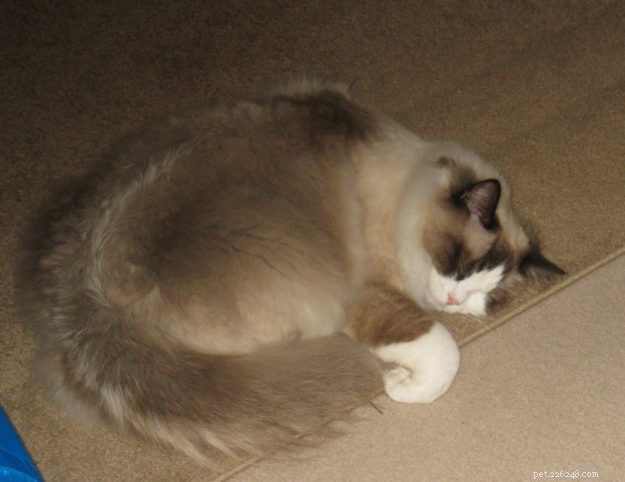 Meet Jaspurr: The Gentle Giant Ragdoll Cat of the Central Coast