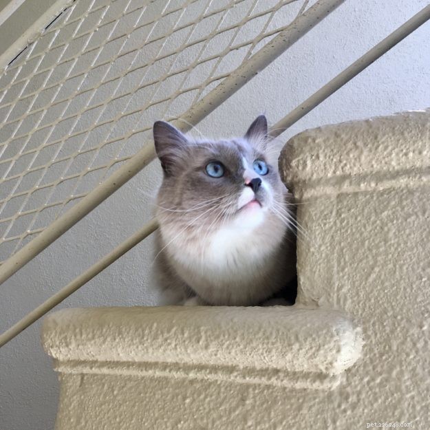 Meet Romeo: The Ragdoll Cat of the Week