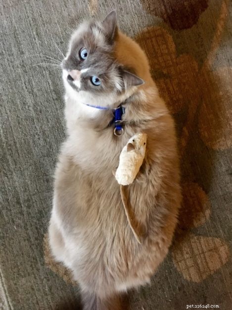 Meet Romeo: The Ragdoll Cat of the Week