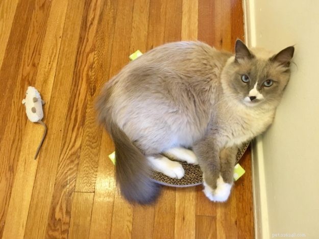 Meet Romeo: The Ragdoll Cat of the Week
