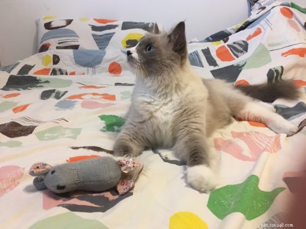 Meet Romeo: The Ragdoll Cat of the Week