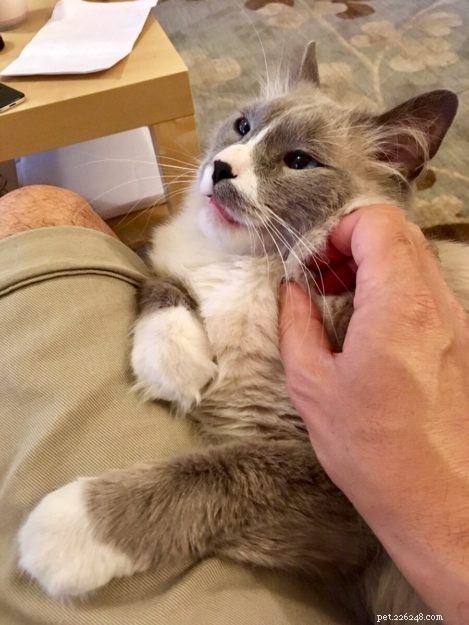 Meet Romeo: The Ragdoll Cat of the Week