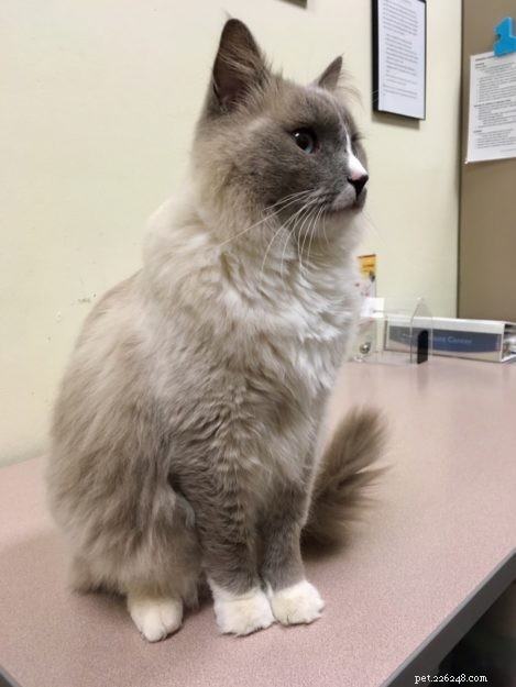 Meet Romeo: The Ragdoll Cat of the Week