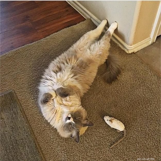 Meet Romeo: The Ragdoll Cat of the Week