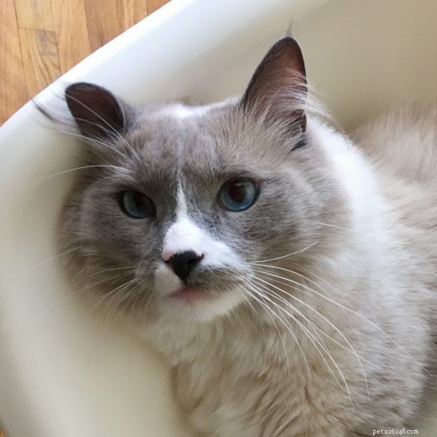 Meet Romeo: The Ragdoll Cat of the Week