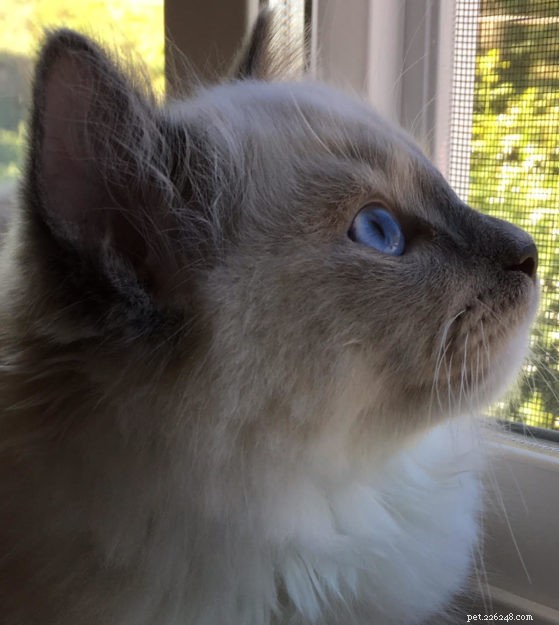 Tessa & Mitzi: Stunning Blue Ragdoll Kittens Featured This Month