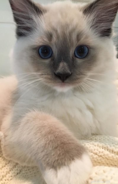 Tessa & Mitzi: Stunning Blue Ragdoll Kittens Featured This Month