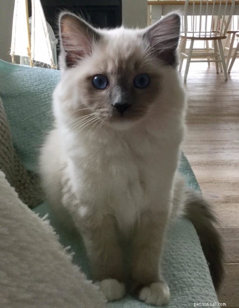 Tessa & Mitzi: Stunning Blue Ragdoll Kittens Featured This Month