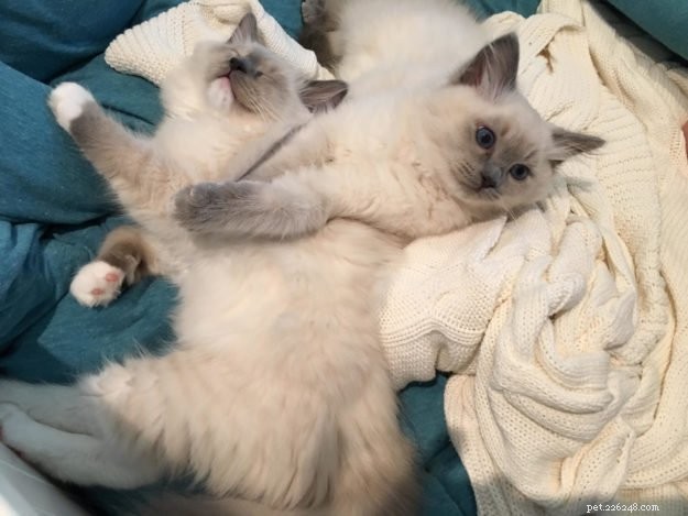 Tessa & Mitzi: Stunning Blue Ragdoll Kittens Featured This Month