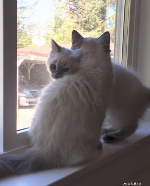 Tessa & Mitzi: Stunning Blue Ragdoll Kittens Featured This Month