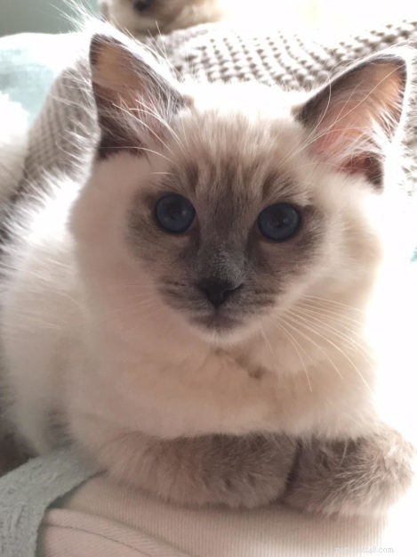Tessa & Mitzi: Stunning Blue Ragdoll Kittens Featured This Month