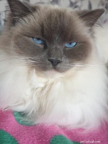 Tessa & Mitzi: Stunning Blue Ragdoll Kittens Featured This Month