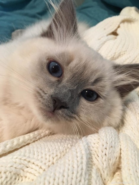 Tessa & Mitzi: Stunning Blue Ragdoll Kittens Featured This Month