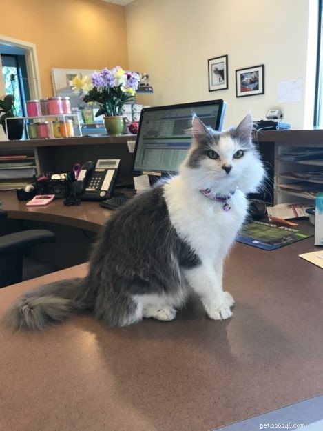 Meet Whisper: Parkside Animal Health Center’s Dedicated Working Cat