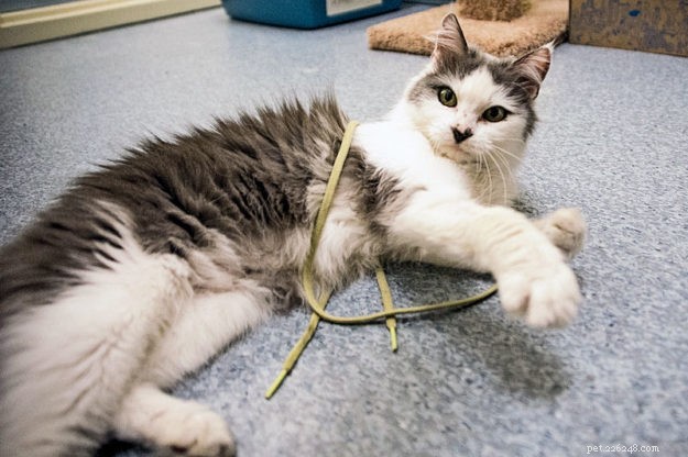 Meet Whisper: Parkside Animal Health Center’s Dedicated Working Cat