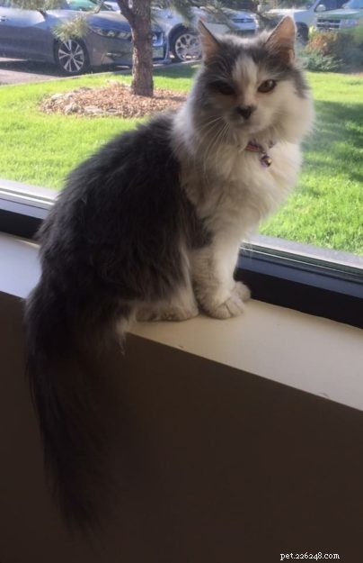 Meet Whisper: Parkside Animal Health Center’s Dedicated Working Cat