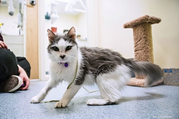 Meet Whisper: Parkside Animal Health Center’s Dedicated Working Cat