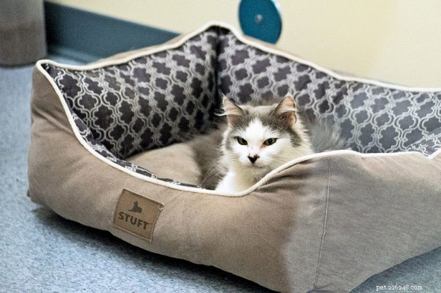 Meet Whisper: Parkside Animal Health Center’s Dedicated Working Cat