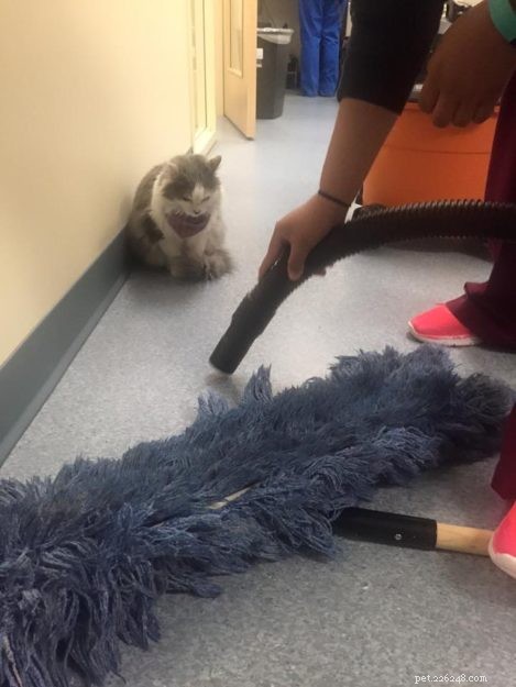 Meet Whisper: Parkside Animal Health Center’s Dedicated Working Cat