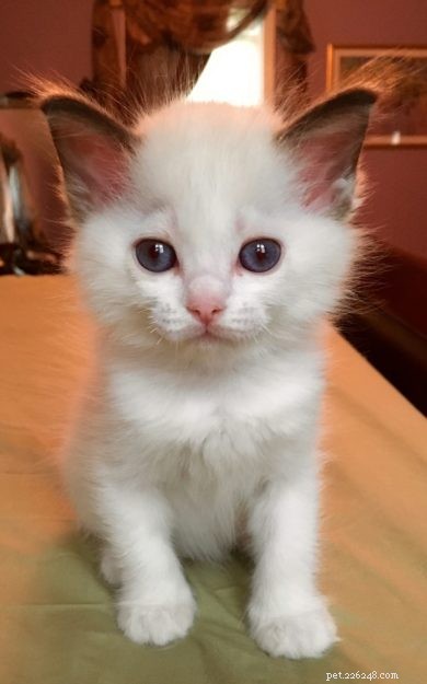 Sadie: A Ragdoll’s Journey from Grief to New Beginnings