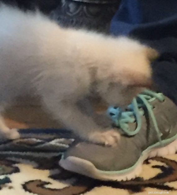 Sadie: A Ragdoll’s Journey from Grief to New Beginnings