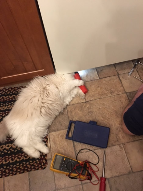 Sadie: A Ragdoll’s Journey from Grief to New Beginnings