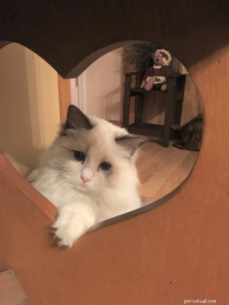 Sadie: A Ragdoll’s Journey from Grief to New Beginnings