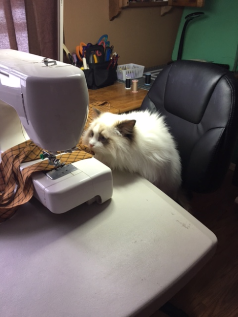 Sadie: A Ragdoll’s Journey from Grief to New Beginnings