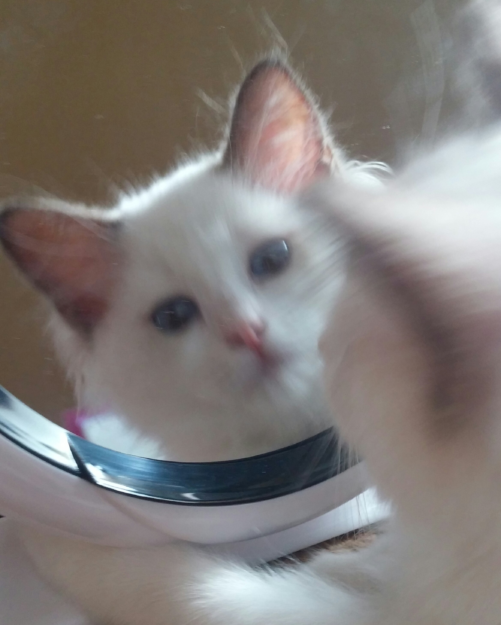 Sadie: A Ragdoll’s Journey from Grief to New Beginnings