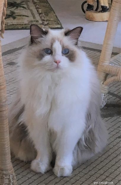Sadie: A Ragdoll’s Journey from Grief to New Beginnings