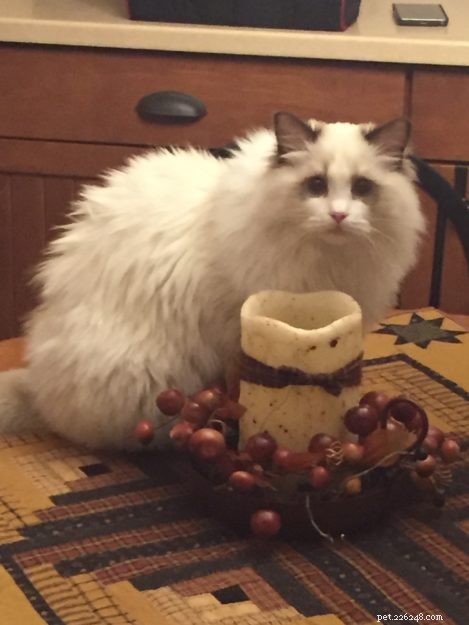 Sadie: A Ragdoll’s Journey from Grief to New Beginnings