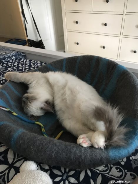 Ragdoll Cats in Relaxed, Floppy Poses: Delightful Photographs