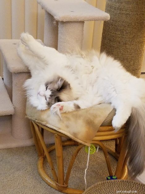 Ragdoll Cats in Relaxed, Floppy Poses: Delightful Photographs