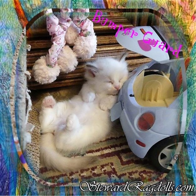 Ragdoll Cats in Relaxed, Floppy Poses: Delightful Photographs