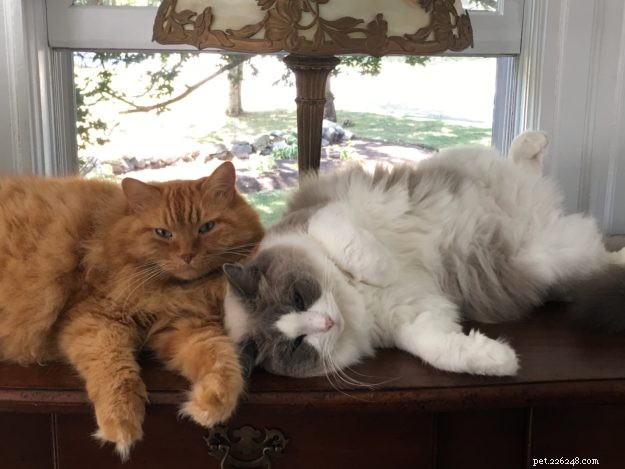 Ragdoll Cats in Relaxed, Floppy Poses: Delightful Photographs