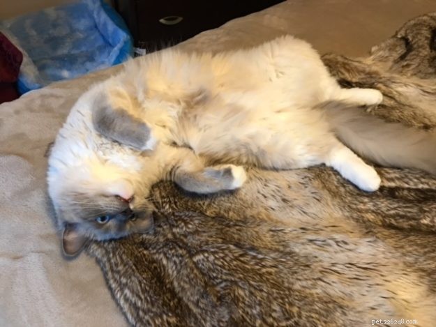 Ragdoll Cats in Relaxed, Floppy Poses: Delightful Photographs