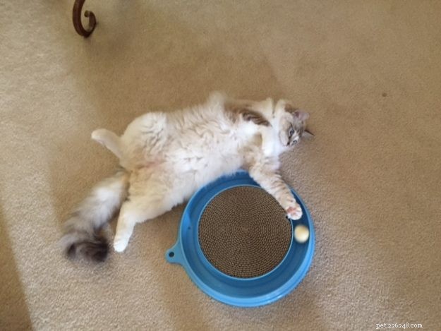 Ragdoll Cats in Relaxed, Floppy Poses: Delightful Photographs