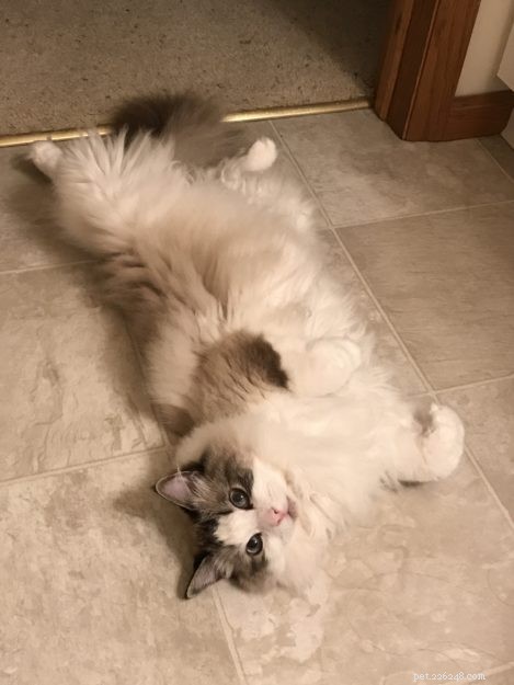Ragdoll Cats in Relaxed, Floppy Poses: Delightful Photographs